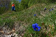 19 Genziana di Clusius (Gentiana Clusii)